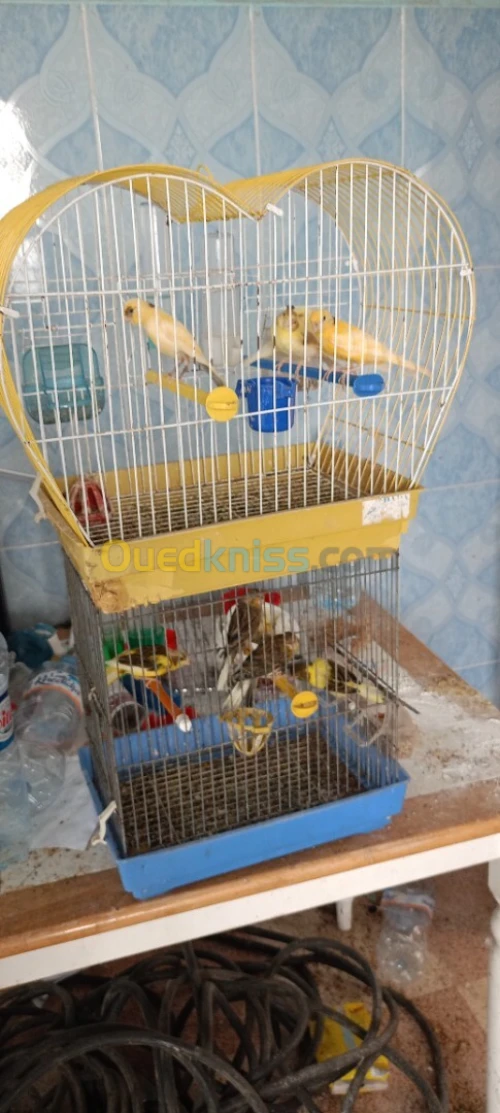 Canari