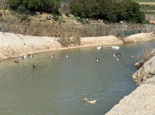 Vente Terrain Agricole Oran Ain el kerma