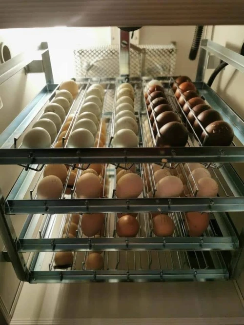 Couveuses à oeufs 