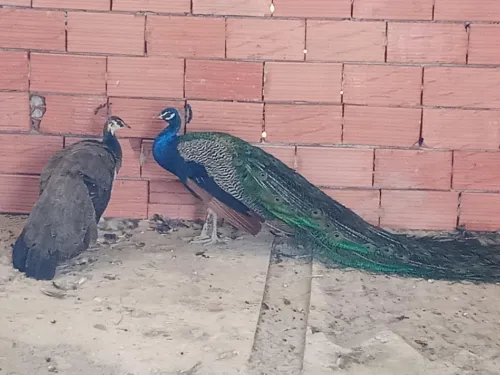 كوبلة طاوس شابة وبصحة جيدة