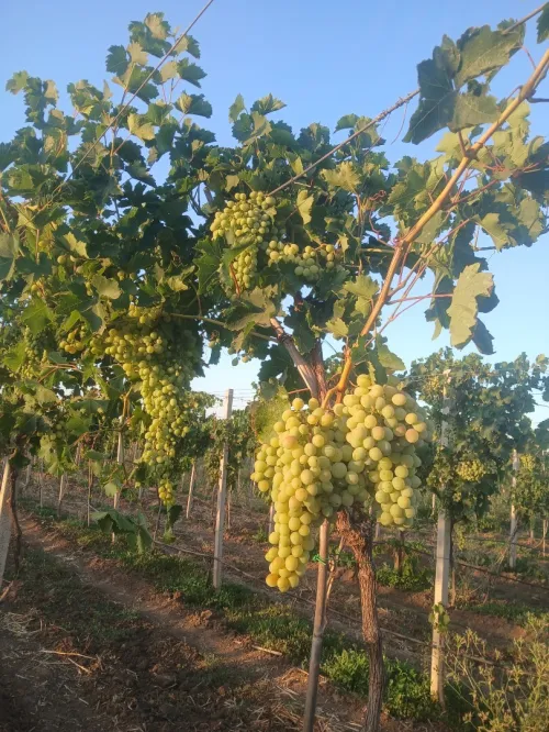 Vente des raisins muscat vectoria