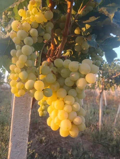 Vente des raisins muscat vectoria