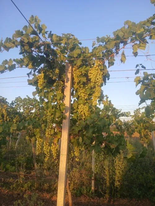 Vente des raisins muscat vectoria