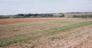 Vente Terrain Agricole Sidi Bel Abbès Sidi bel abbes