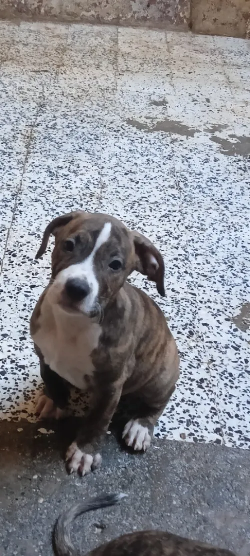 Dog argentine croiser cane corso 