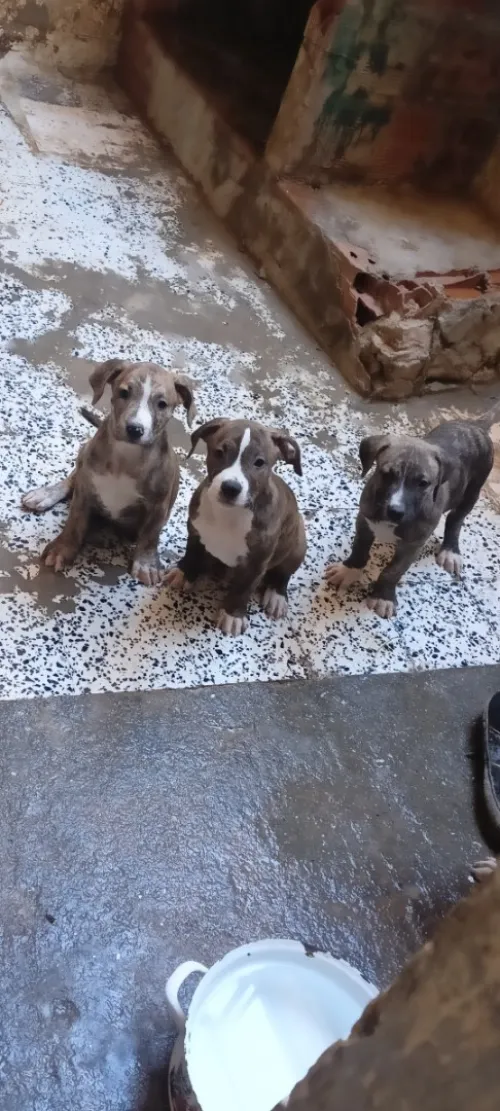 Dog argentine croiser cane corso 