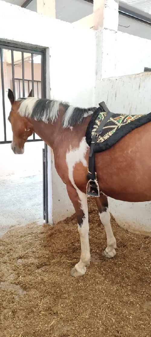 Matériel équitation Selle à cru cheval  سرج 