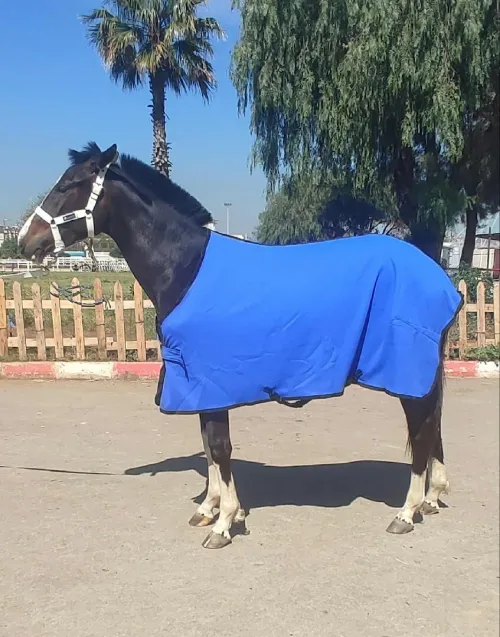  Matériel équitation couverture جلال