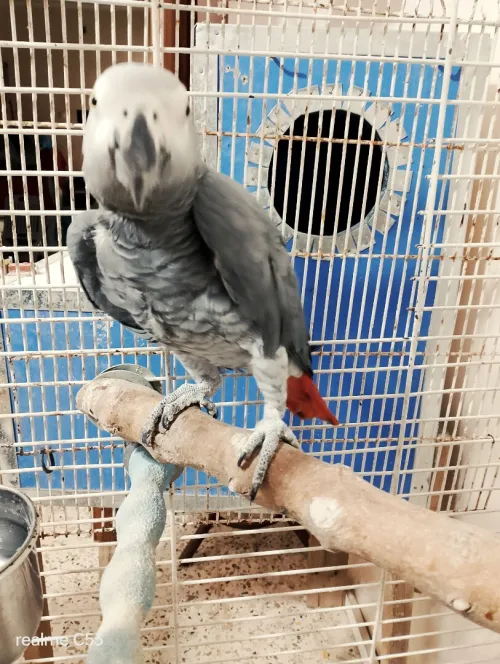 Gabonais