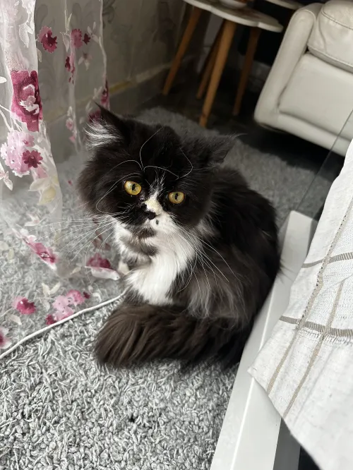 Chaton persan himalayen