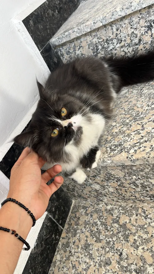 Chaton persan himalayen