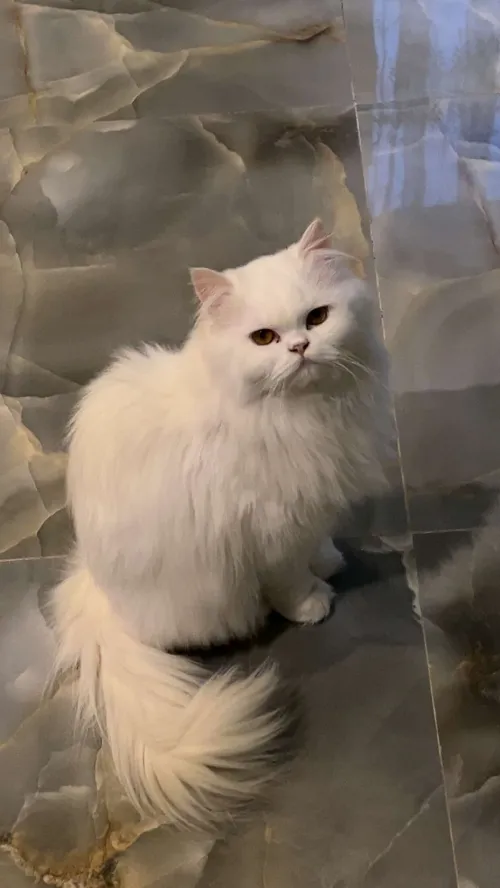 Chat persan male/femelle pure race pour accouplement