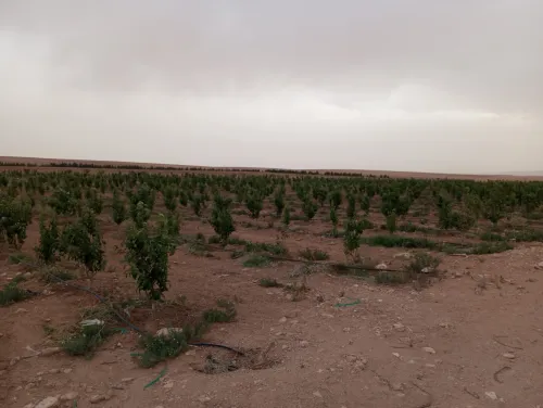 Vente Terrain Agricole Djelfa Ain oussara