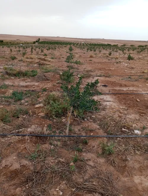 Vente Terrain Agricole Djelfa Ain oussara