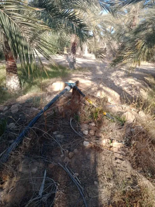 Vente Terrain Agricole Biskra Tolga