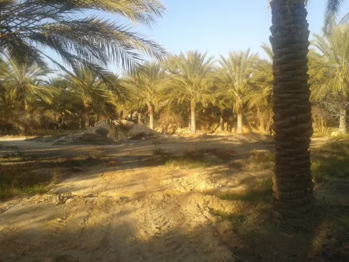 Vente Terrain Agricole Biskra Tolga