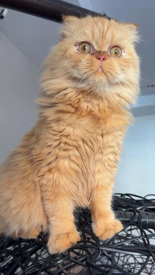 Chat scottish pour accouplement