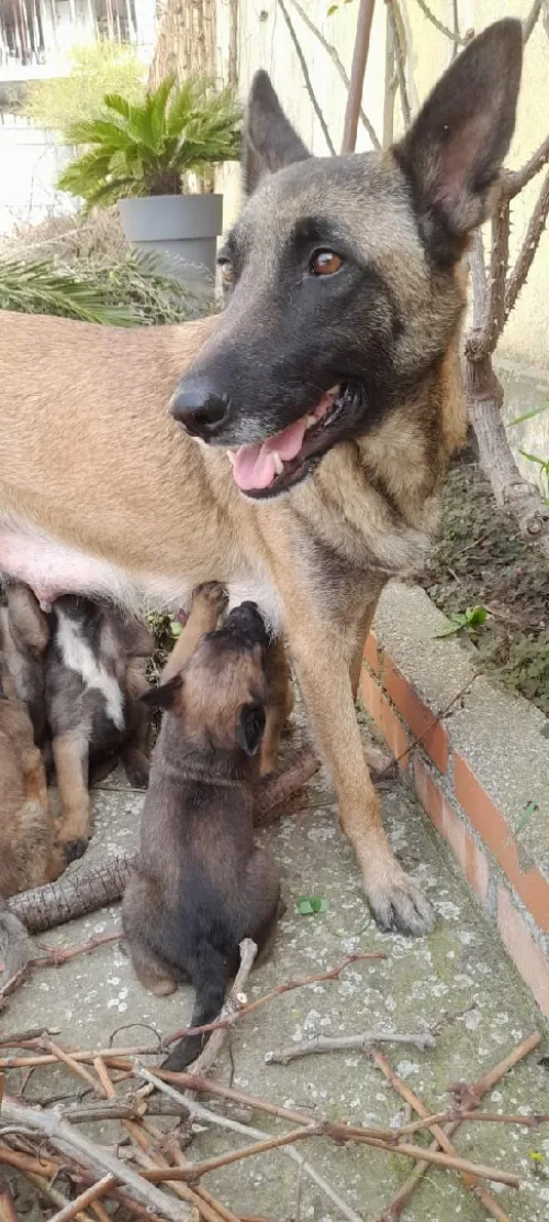 Malinoi