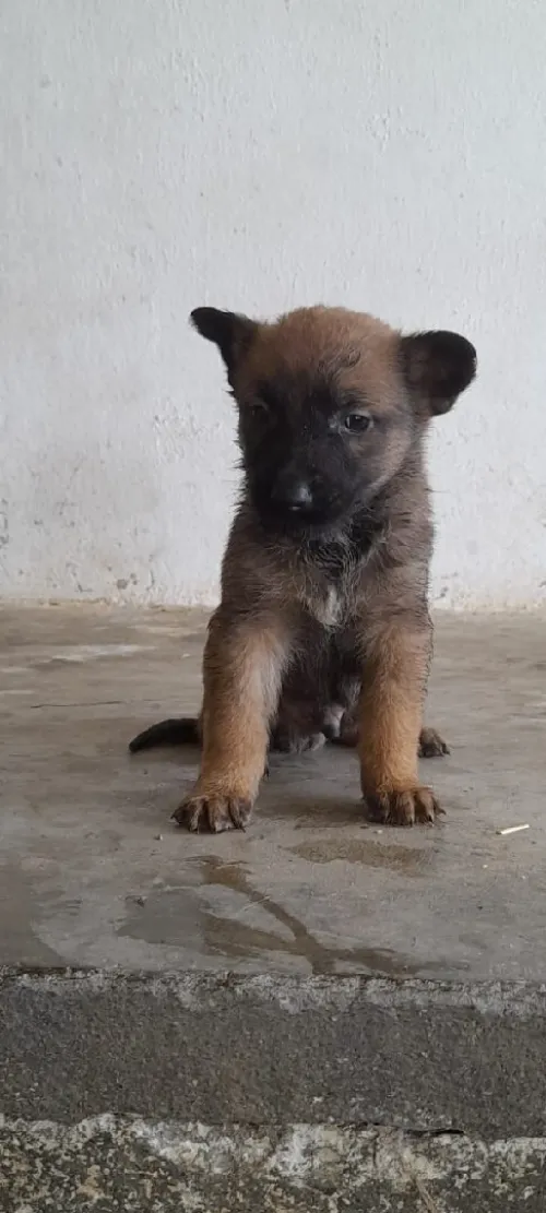 Malinois
