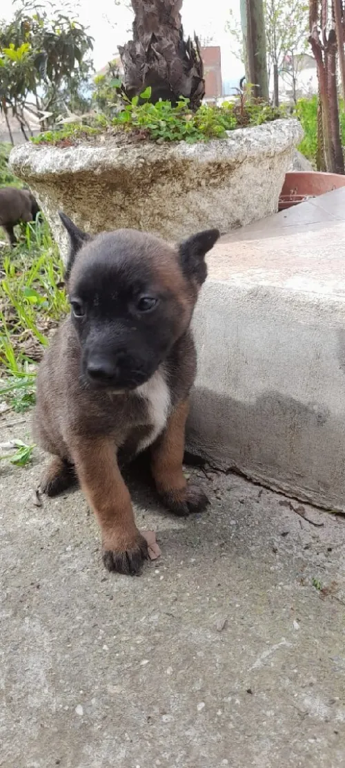 Malinoi