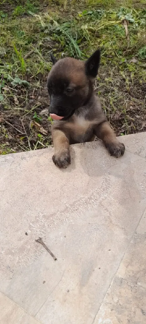 Malinoi