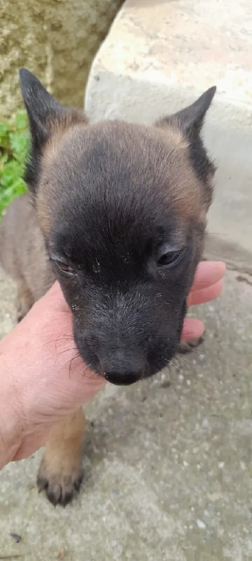 Malinoi