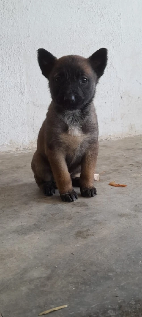 Malinois