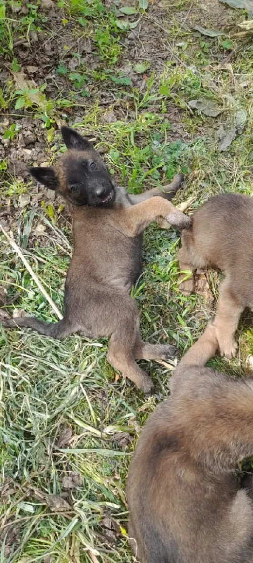 Malinoi