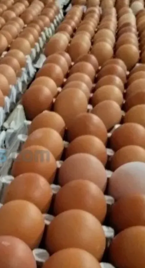 Des oueufs en super gros a vendre