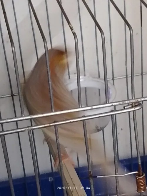 Vente canari jaspe