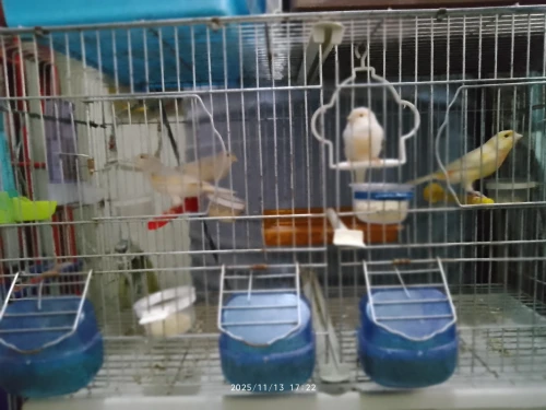 Vente canari jaspe