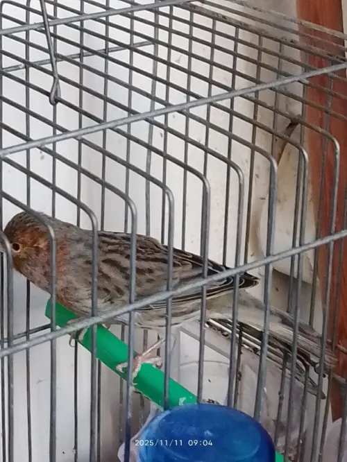 Vente canari jaspe