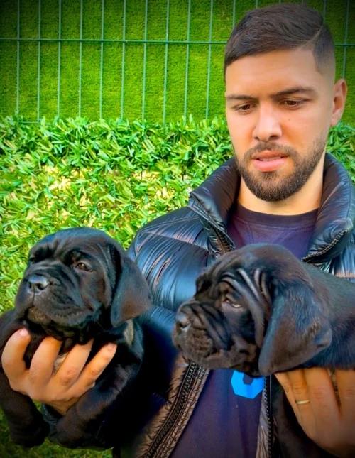 Cane corso