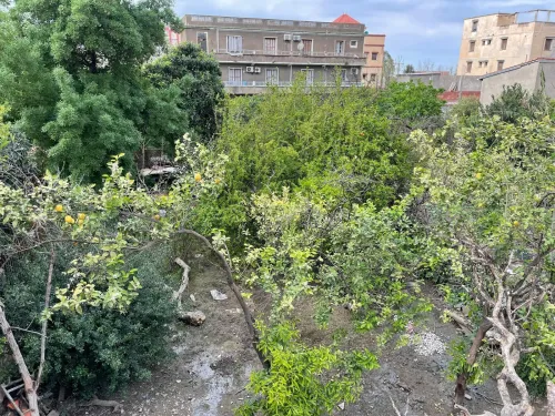 Vente Terrain Blida Bougara 8