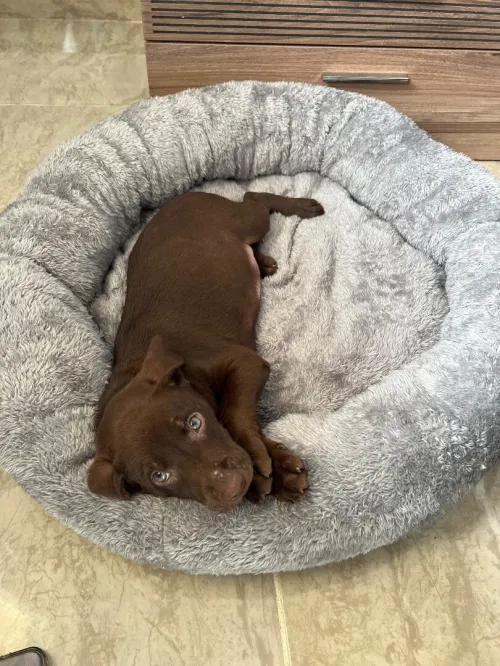 Vente chiot labrador chocolat