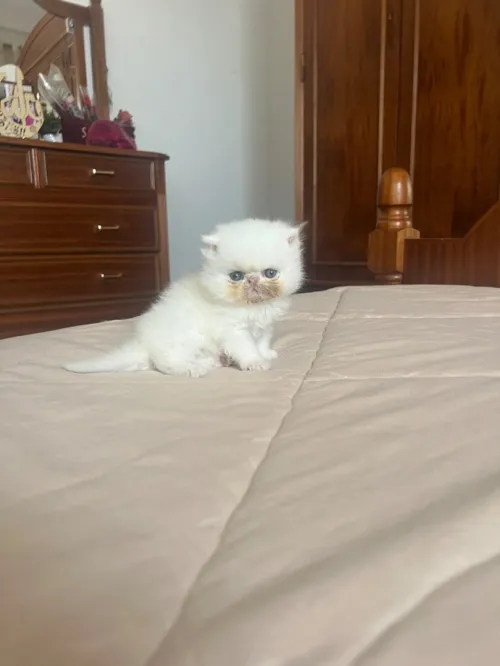 Chat persan 2mois