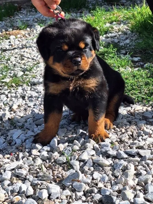 Bébé Rottweiler