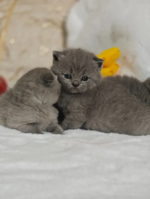 Chatons Scotish / British