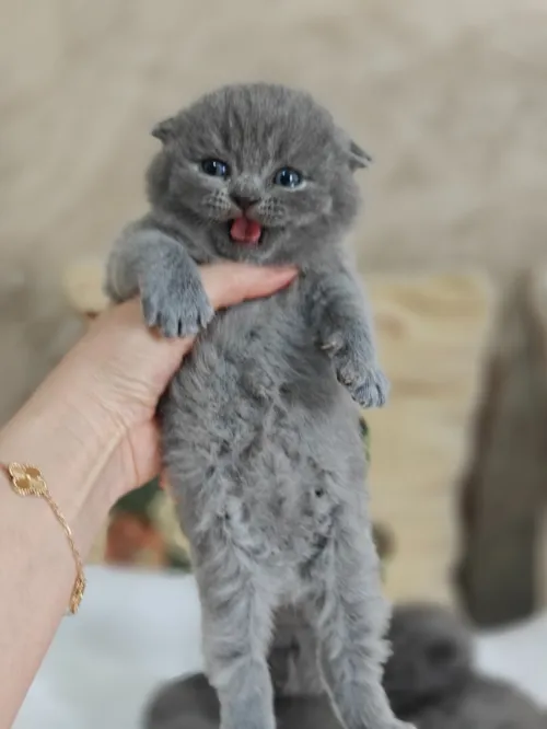Chatons Scotish / British