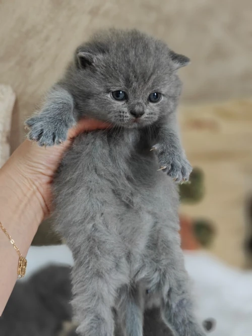 Chatons Scotish / British