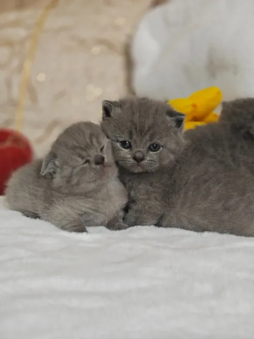 Chatons Scotish / British