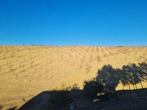 Vente Terrain Agricole Mascara El gaada