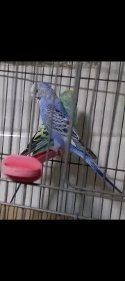 Couple Perruche