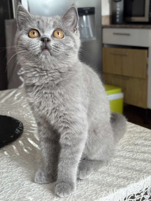 Femelle British shorthair