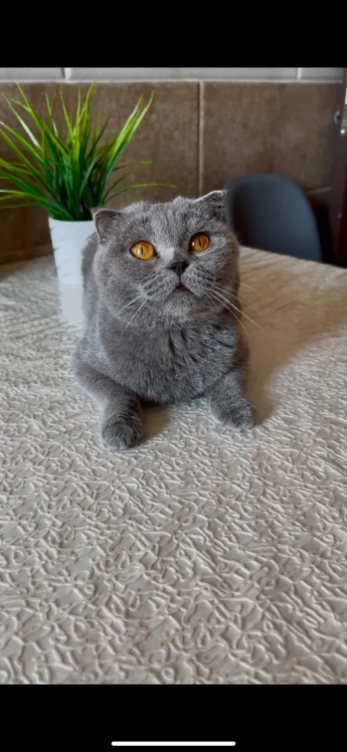 Femelle Scottish Fold