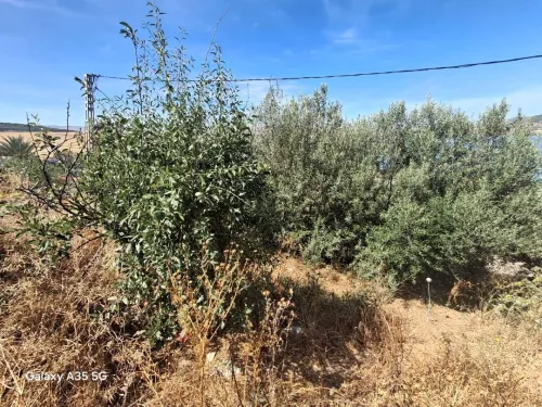 Vente Terrain Mila Grarem gouga