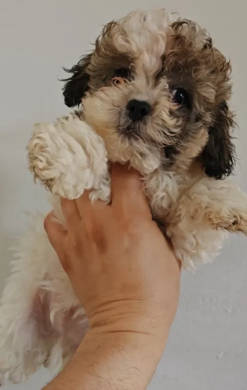 chien miniature (BICHON)