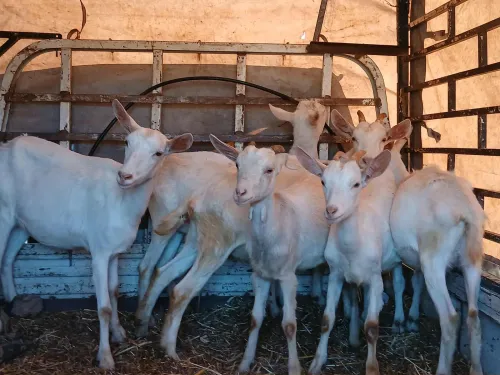 معز (chèvre)