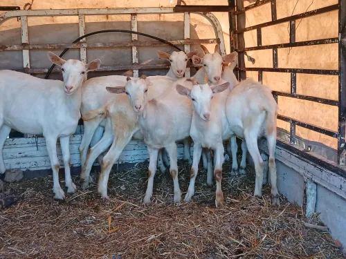 معز (chèvre)