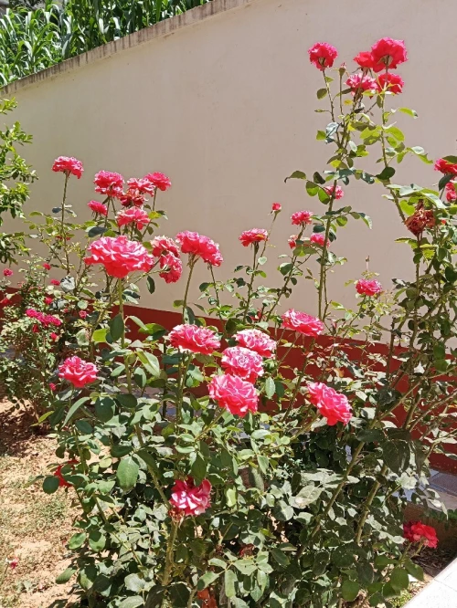 Vente Villa Alger Draria